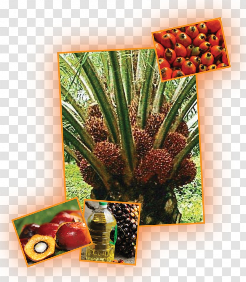 Oil Palms Plantation Waqf Coconut Vegetable - Neolamarckia Cadamba - Blog Transparent PNG