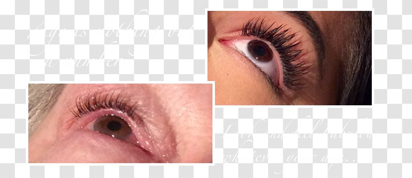 Eyelash Extensions Eye Shadow Mascara Brown - Flower Transparent PNG