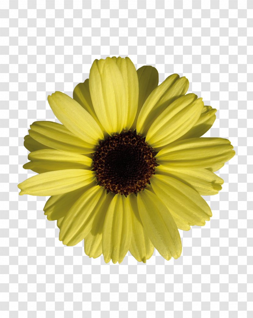 Common Sunflower Marguerite Daisy Transvaal - Chrysanthemum - Flower Transparent PNG