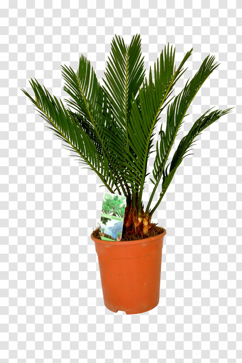 Canary Island Date Palm Houseplant Arecaceae Sago - Royal Palms Transparent PNG