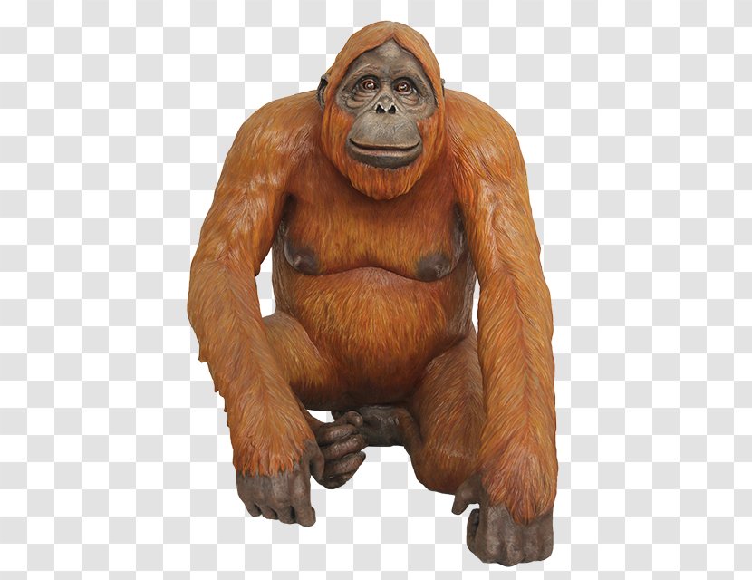 Gorilla Orangutan Primate - Animal Transparent PNG