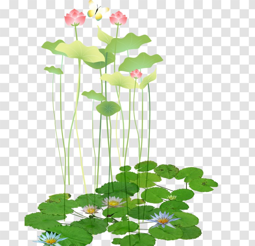 Download Software Computer File - Floristry - Lotus Picture Material Transparent PNG