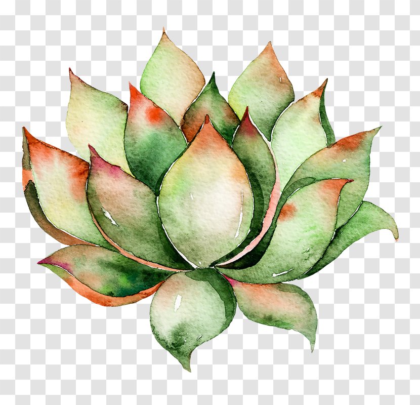 Clip Art Cactus And Succulents Watercolor Painting Succulent Plant - Drawing - Green Flower Transparent PNG