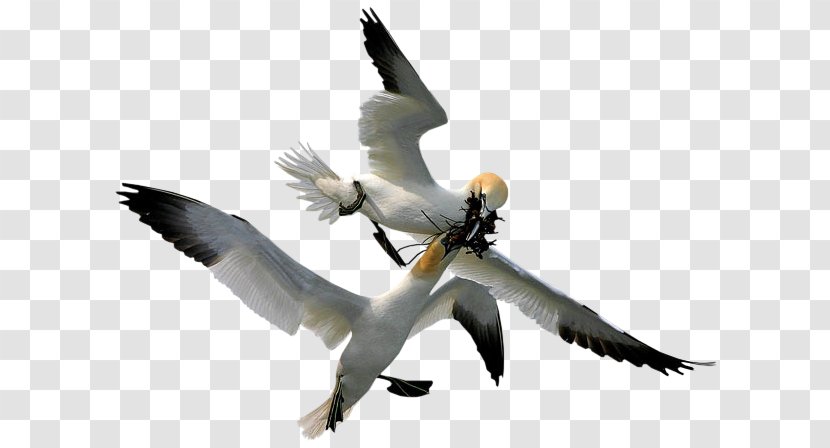 Gannets Bird Beak Feather - Flower Transparent PNG