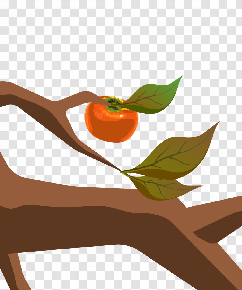 Euclidean Vector Fukei Illustration - Food - Persimmon Transparent PNG