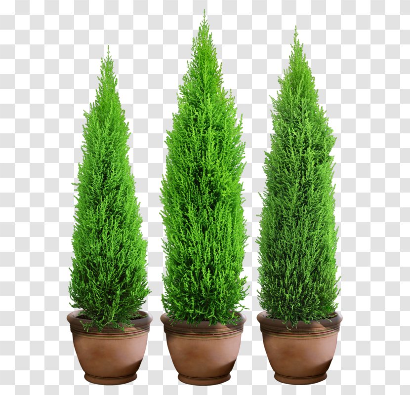 Tree Spruce Flowerpot Soil - Taxus Baccata Transparent PNG