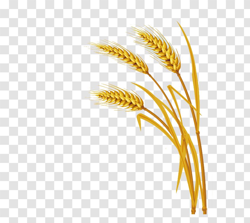 Wheat Download Clip Art - Grain - Rice Transparent PNG