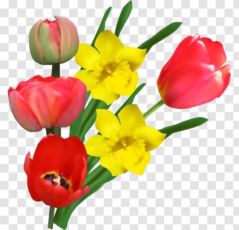 Tulip Yellow Flower Red Pink - Tulips Transparent PNG