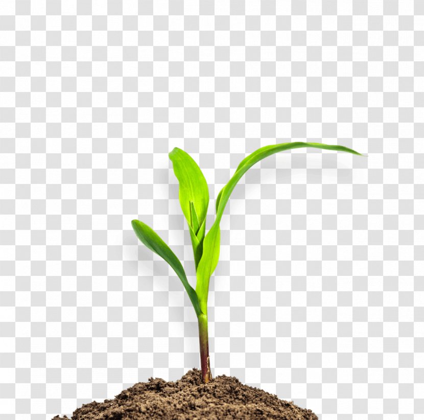 Maize Plant Seedling Stock Photography Soil - Grass Transparent PNG