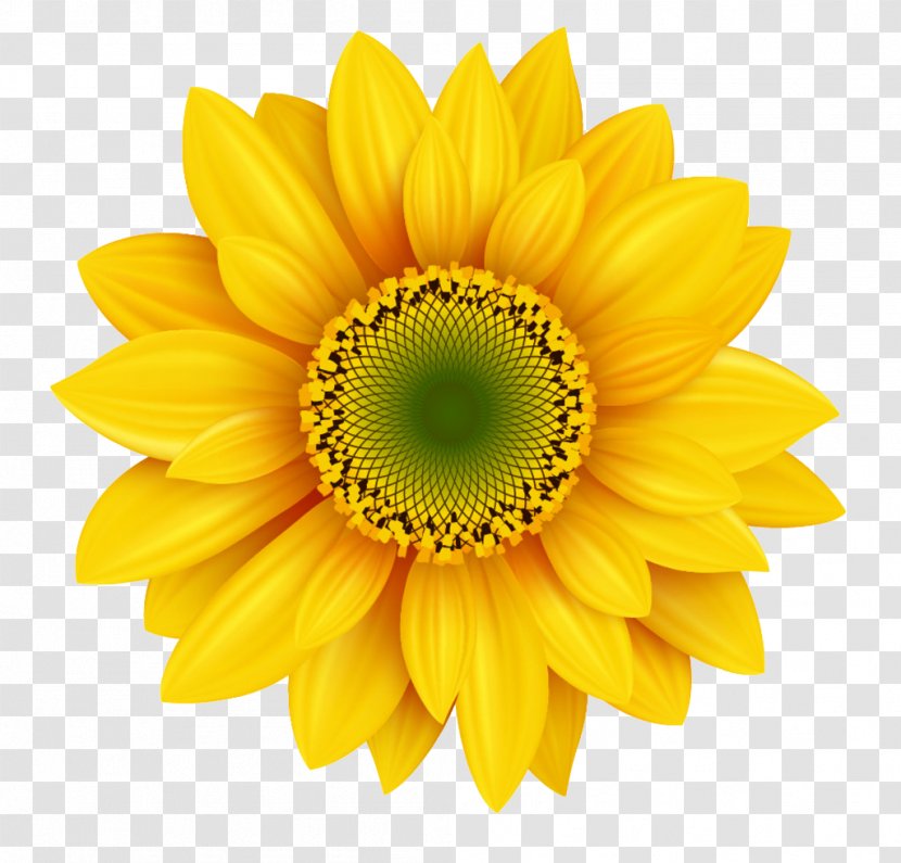 Royalty-free Photography Icon - Stock - Clear Sunflowers Transparent PNG