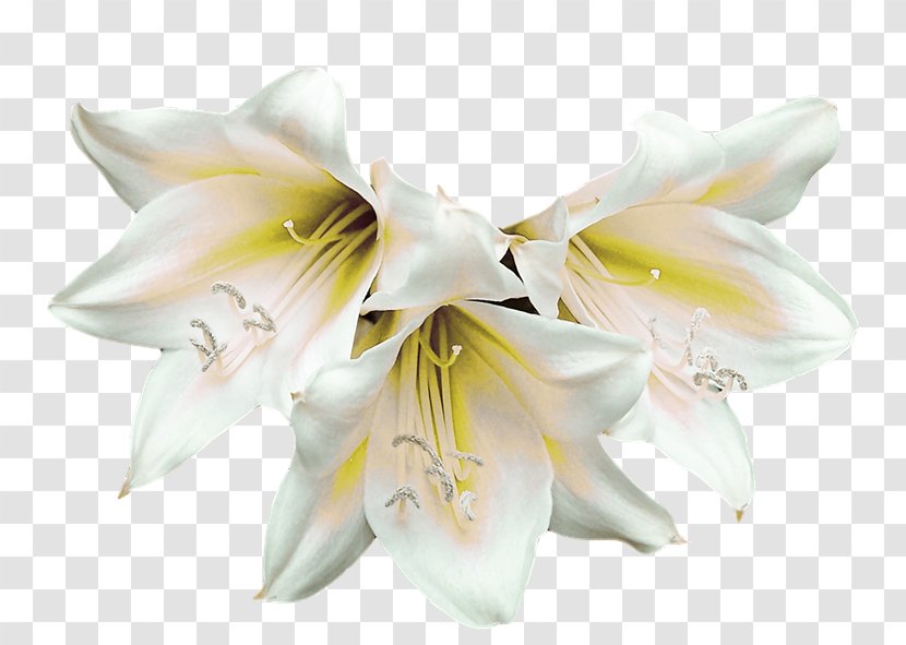 White Lilium - Tree - Flower Transparent PNG