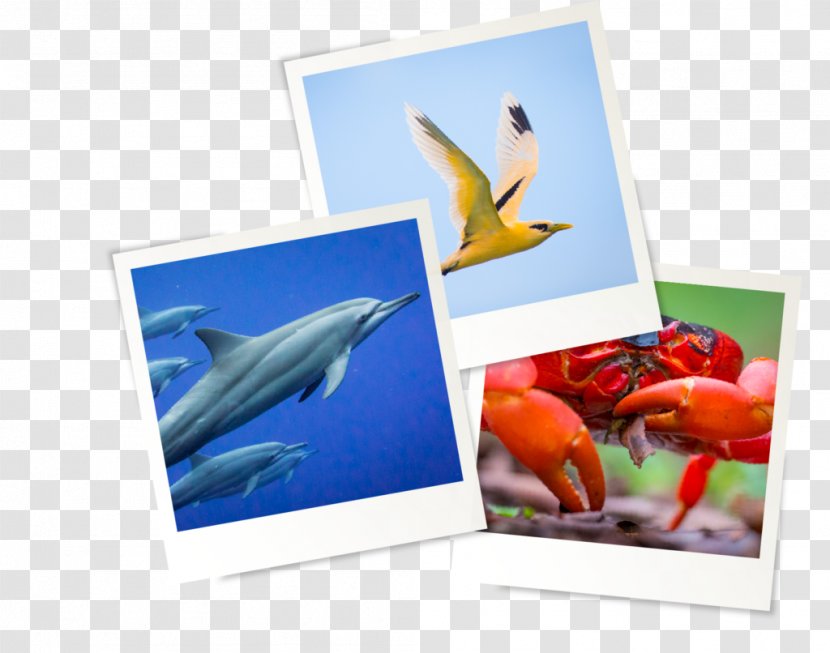 Photographic Paper Picture Frames Fish Photography - Local Attractions Transparent PNG