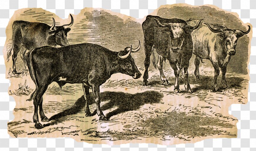 Texas Longhorn Ox Goat Livestock Bull - Cattle Transparent PNG