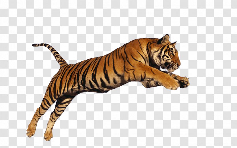 Jungle - Mammal - Big Cats Transparent PNG