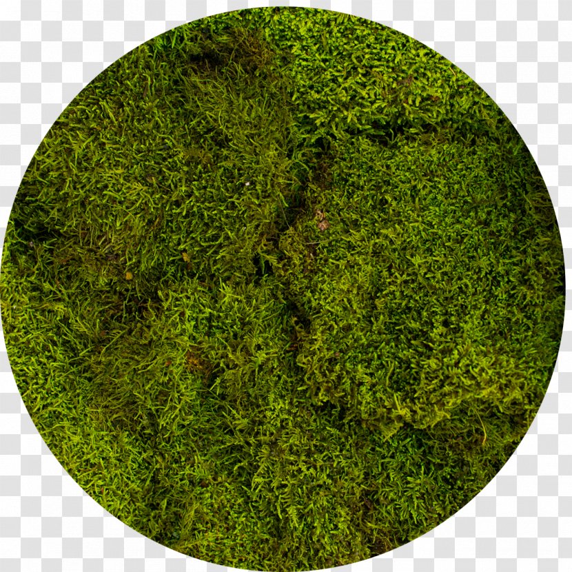Moss Green Bryophyte Vegetation Hologram Transparent PNG