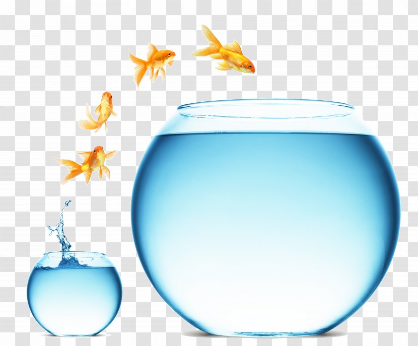 Change Management Digital Marketing Business Service - Company - Fish Goldfish Transparent PNG