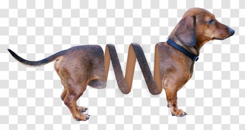 Redbone Coonhound Dachshund Download - Dog Like Mammal - Breed Transparent PNG