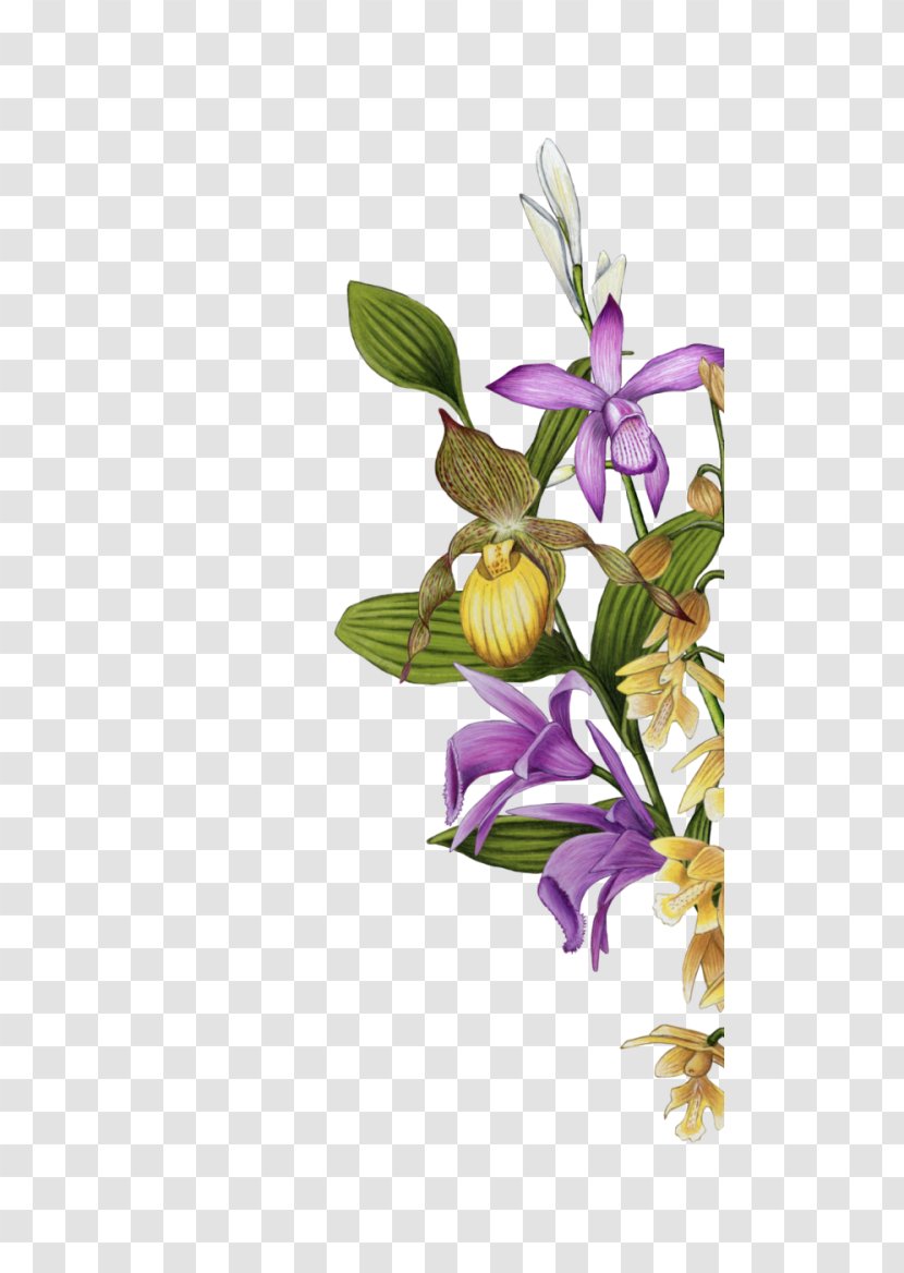 Garden Floral Design Slipper Orchids Cut Flowers - Shrub - Blume Transparent PNG