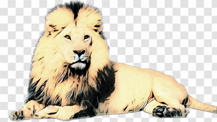 Asiatic Lion Big Cat Fur - Mammal - Felidae Transparent PNG
