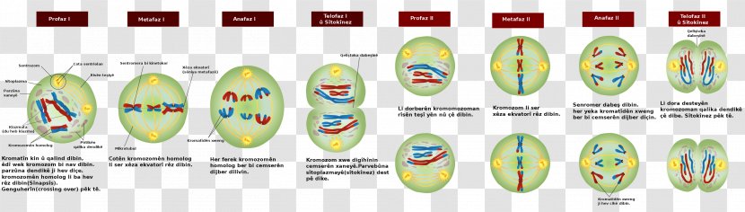 Meiosis Mitosis Cell Division Prophase Bivalent - Chromosome Transparent PNG