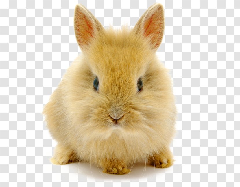 Rabbit High-definition Video Image Resolution Wallpaper - Whiskers - Cute Dwarf Transparent PNG
