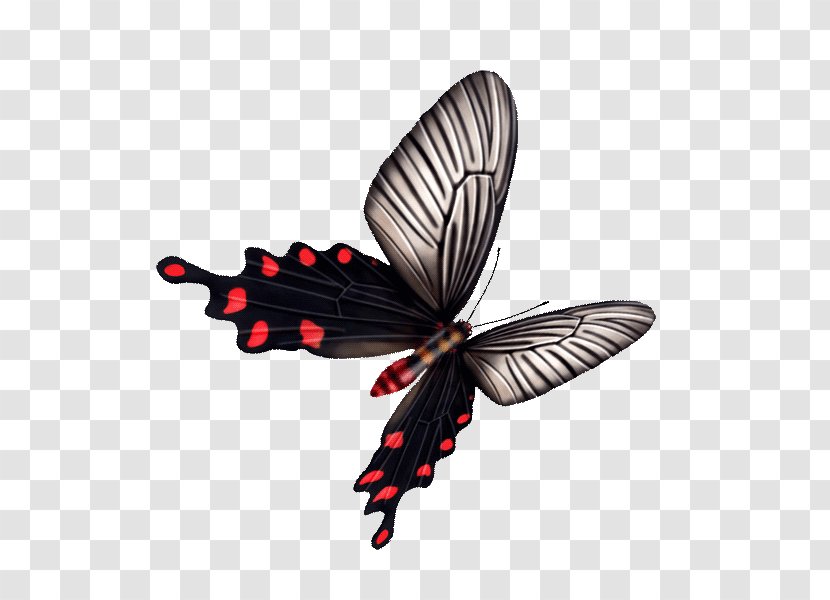 Butterfly Download - Black Transparent PNG