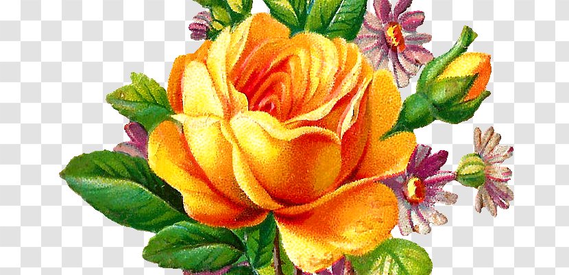 Garden Roses Cabbage Rose Floral Design Cut Flowers - Flower Bouquet - Yellow Purple Transparent PNG