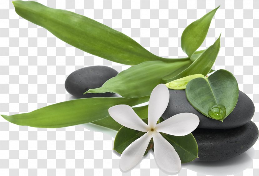 Flower Plant Leaf Flowering Houseplant - Daphne - Petal Transparent PNG