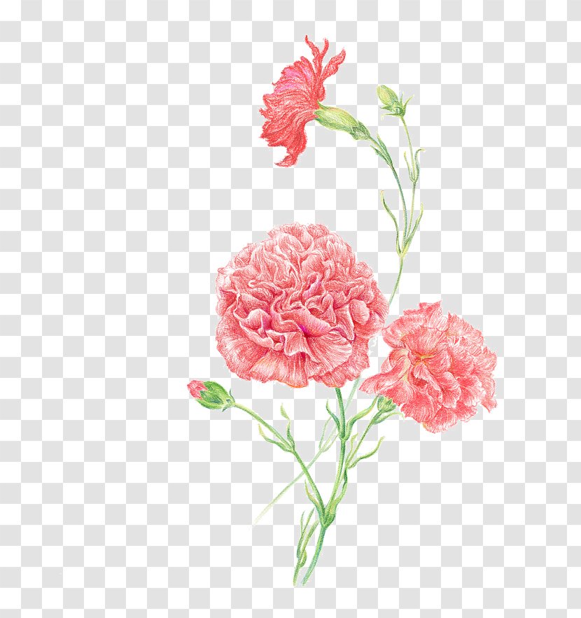Carnation Clip Art Women Flower Image - Pink Family - Sketch Of Transparent PNG