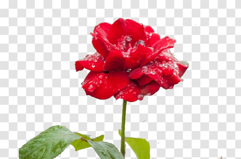 Garden Roses Rosa Chinensis Floristry Carnation Petal - Red - Rose Rain Transparent PNG