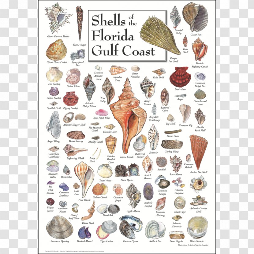 Gulf Of Mexico Seashell Sanibel Shore Coast - Conch Transparent PNG