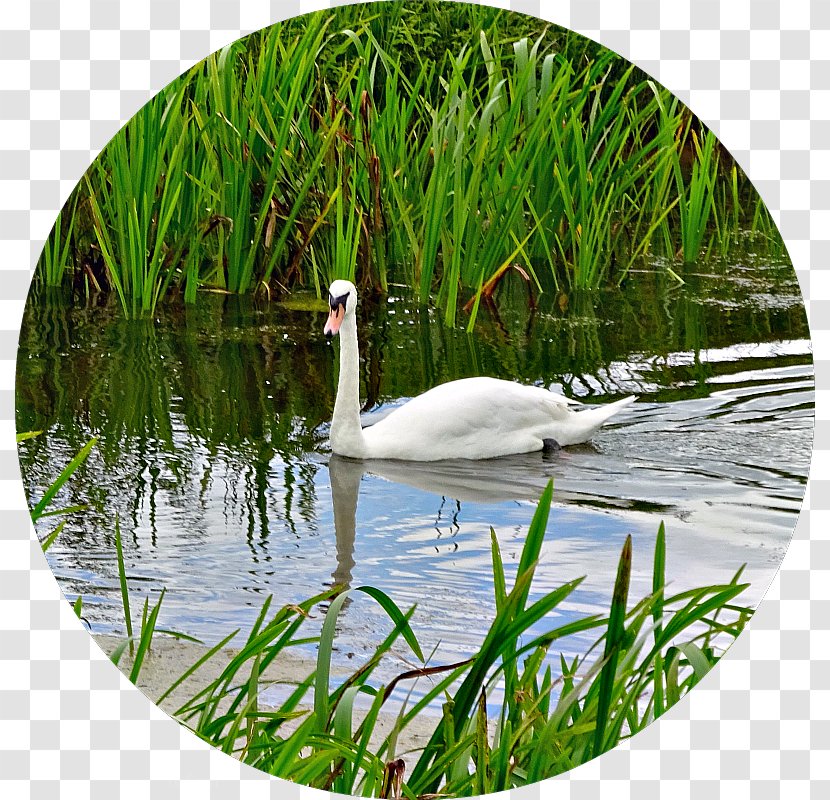 Cygnini Goose Duck Water Resources Ecosystem - Marsh Transparent PNG