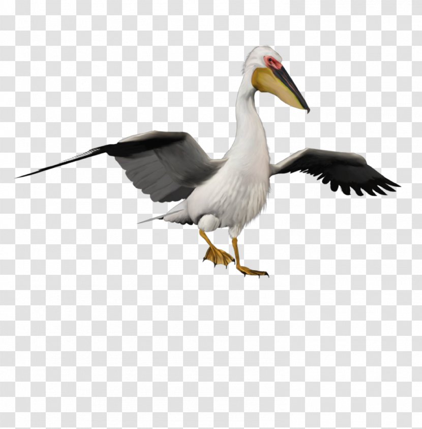 Bird Pelicans Duck Image - Beak Transparent PNG