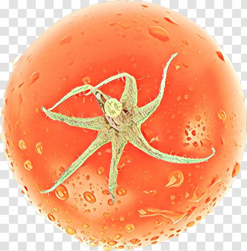 Orange - Cartoon - Starfish Transparent PNG