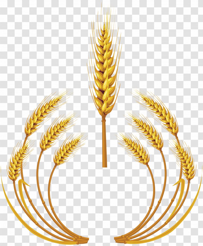 Wheat Royalty-free Ear Clip Art - Photography Transparent PNG