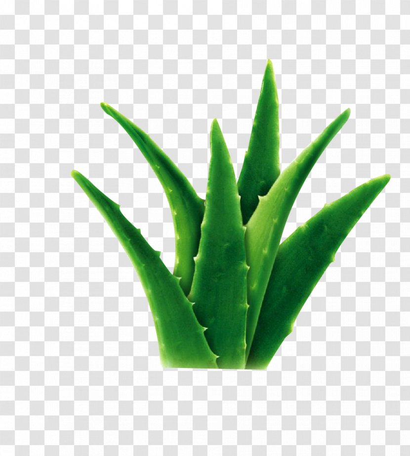 Aloe Vera Seed Bonsai Fruit Succulent Plant Transparent PNG