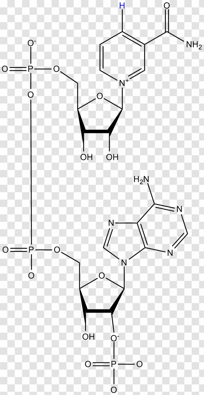 Nicotinamide Adenine Dinucleotide Phosphate Flavin Mononucleotide Reductase - Technology - Coenzyme Transparent PNG