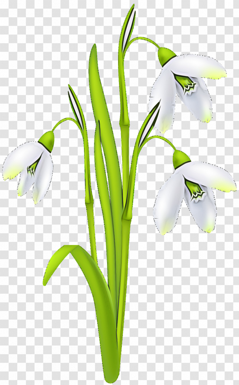 Flower Galanthus Snowdrop Plant Summer Snowflake Transparent PNG
