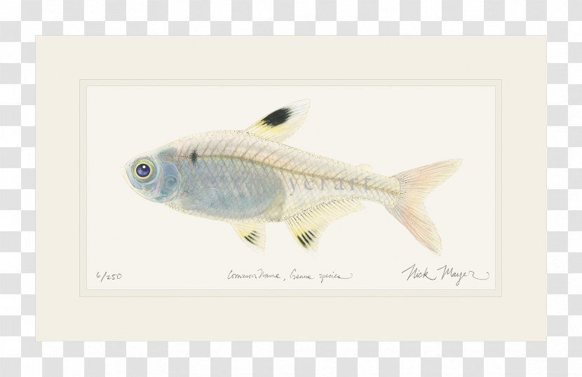 Fish Animal - Fauna Transparent PNG