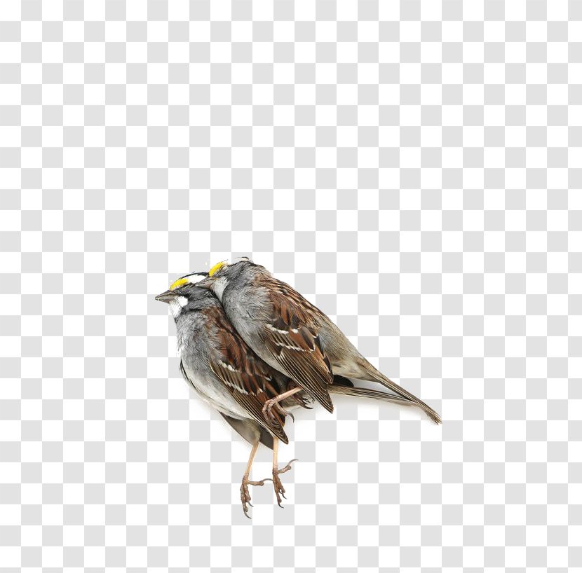 House Sparrow Bird Finch Lark - Free Button Elements Transparent PNG