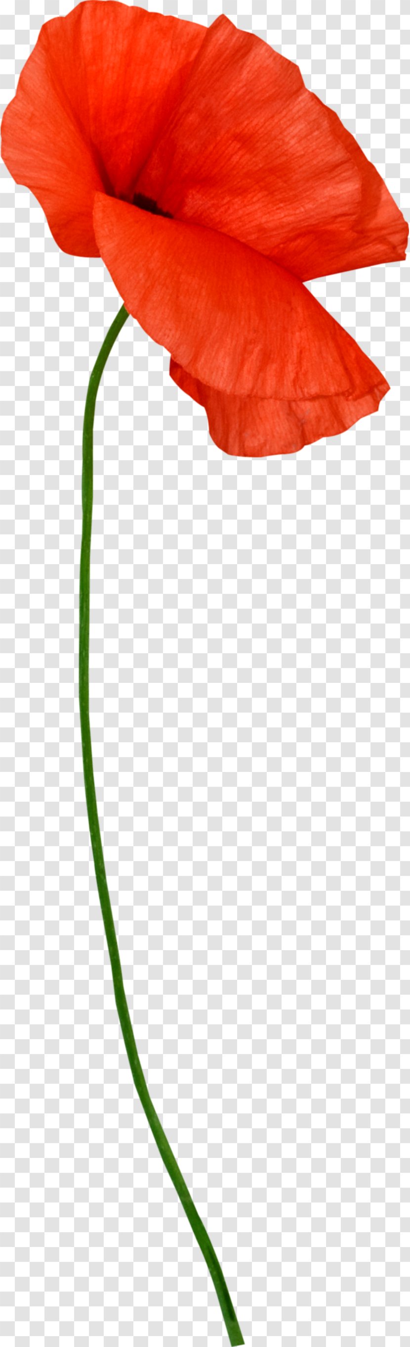 Flower Plant Stem Petal Poppy Clip Art - Common - Artichokes Transparent PNG