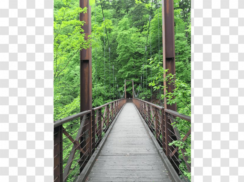 Simple Suspension Bridge Rainforest Nature Reserve Canopy Walkway - Jungle - Tree Transparent PNG