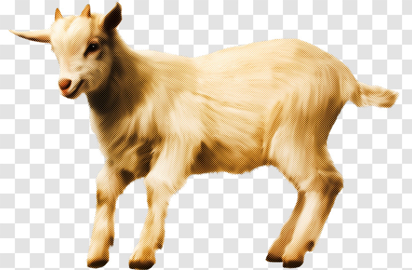 Goats Goat Cow-goat Family Bovine Livestock Transparent PNG