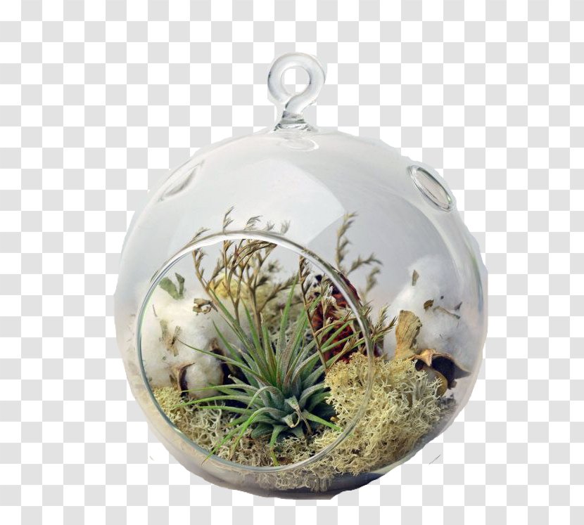 Cactus Cartoon - Bell Jar - Vascular Plant Flower Transparent PNG