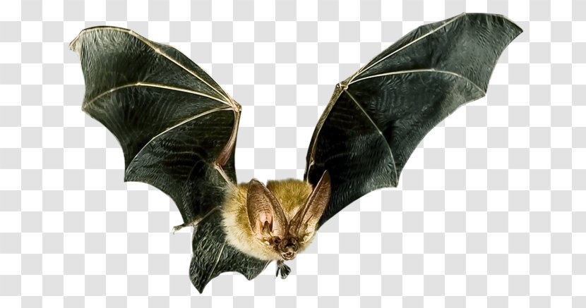 Microbat Computer Mouse Lossless Compression Clip Art - Wing Transparent PNG