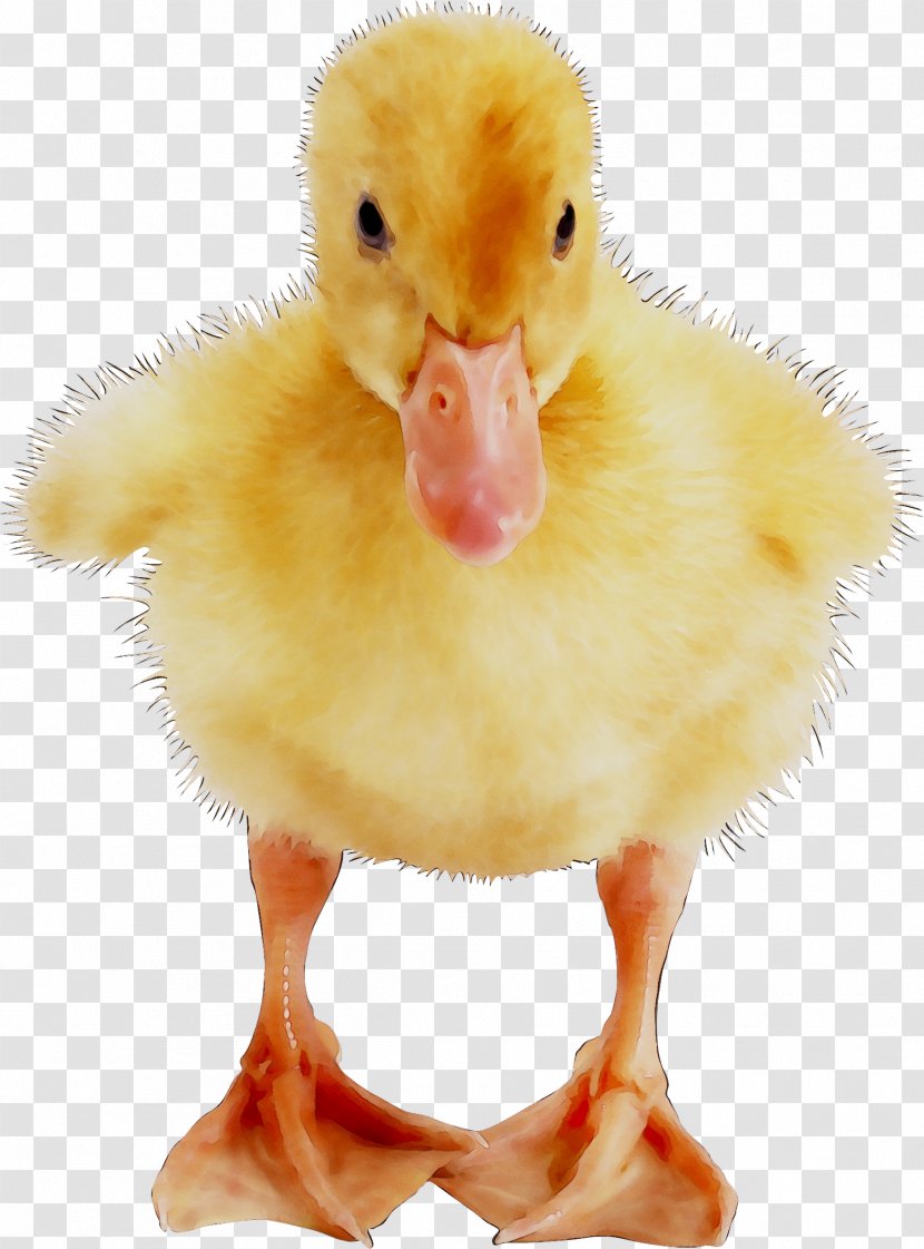 Fauna Beak - Goose - Yellow Transparent PNG