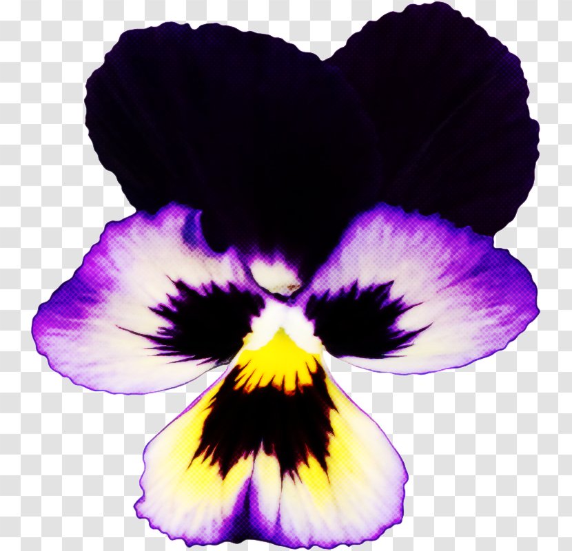 Violet Wild Pansy Petal Purple Flower - Family - Plant Transparent PNG