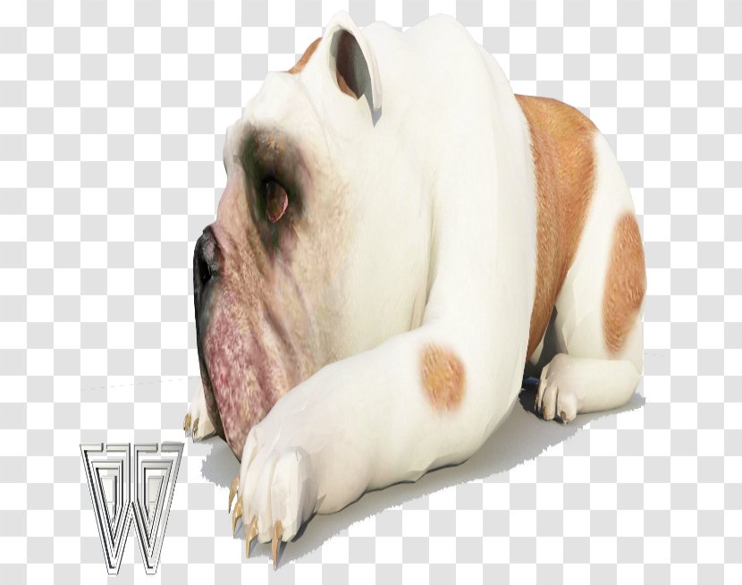 Olde English Bulldogge American Bulldog Dorset Tyme Toy Valley - Carnivoran - Racing Transparent PNG