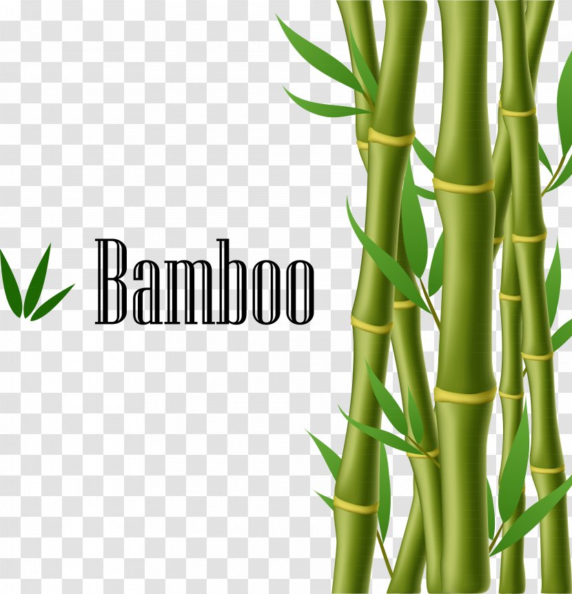 Bamboo Illustration - Plant Stem - Green Transparent PNG