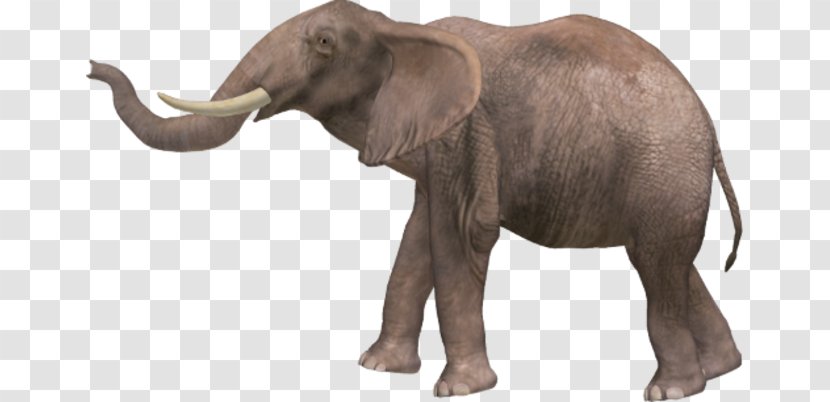 African Elephant Elephantidae Asian - Web Browser Transparent PNG